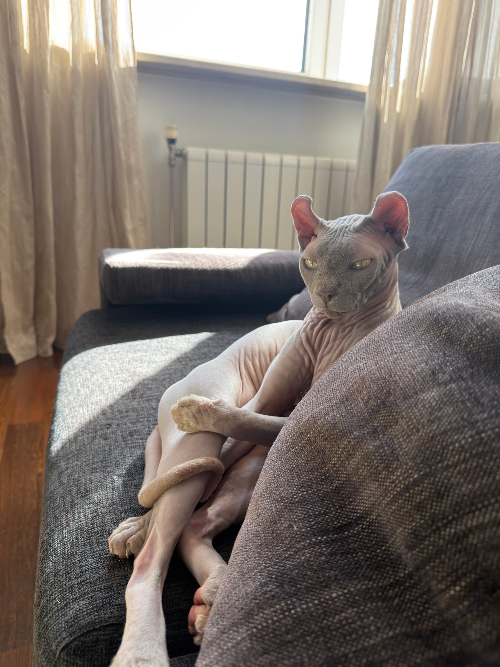 Посмотри на моего кота